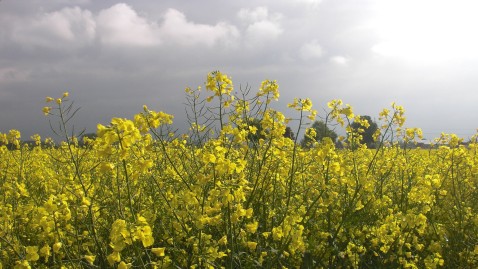 Landwirtschaft im Klimawandel