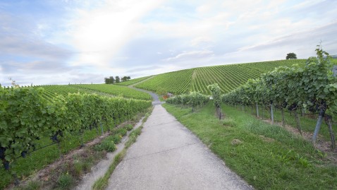 Weg durch die Weinberge