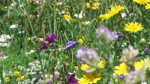 Eine bunt blühende Blumenwiese.