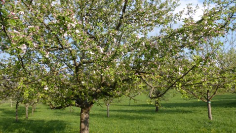 Streuobstwiesen