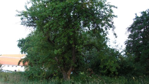 2019-05-06-Alter-ungeschnittener-Obstbaum