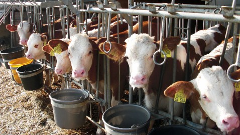 Kälber in einem Stall