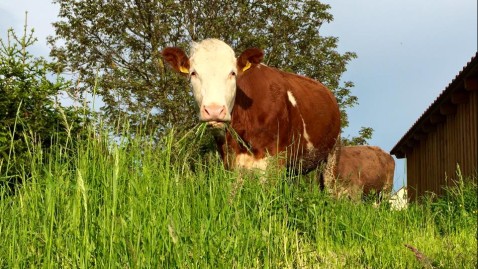Eine Fleckvieh-Kuh grast auf der Weide.