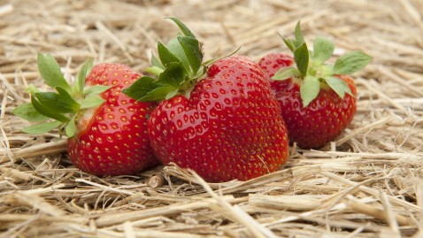 Erdbeeren auf dem Feld auf Stroh.