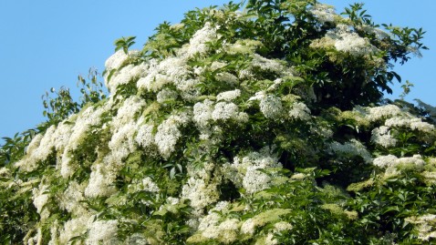 Ein Holunderbaum mit vielen Holunderblüten