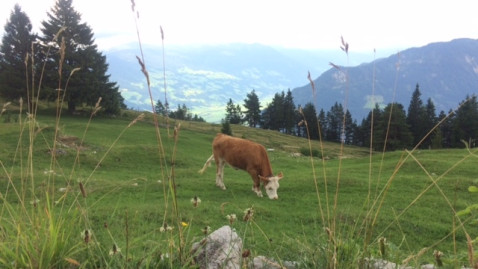 Eine Kuh auf der Alm