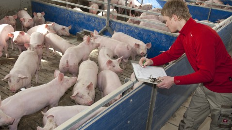 Schweinestall in Bayern