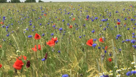 2019-06-12-Schleppertour-Blumenwiese