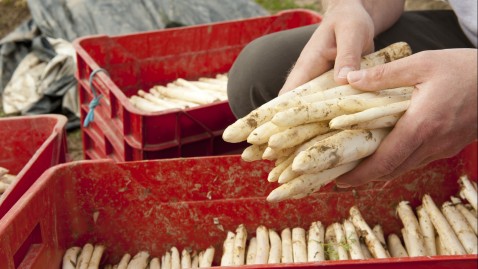 Spargel wird geerntet.