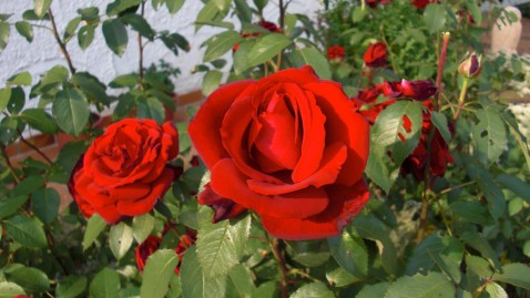 Rosen