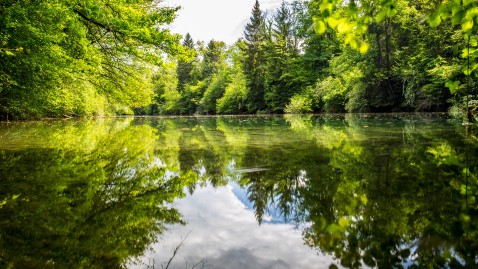 Ruhige Wasserfläche im Wald