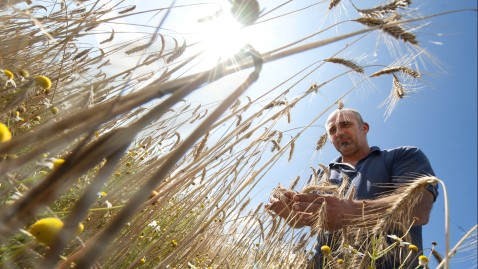 Gerstenfeld kurz vor der Ernte