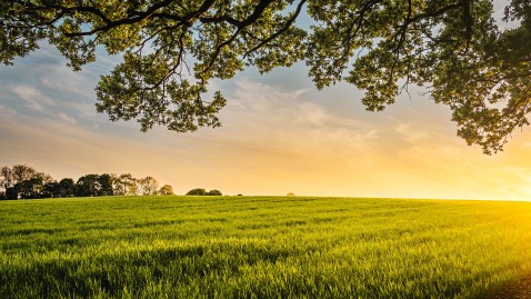 landwirtschaftliche Fläche