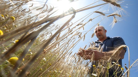 Gerstenfeld kurz vor der Ernte