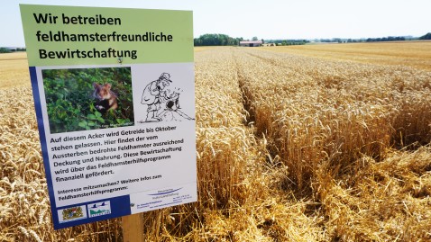 Info-Schild zum Schutz der Hamster auf diesem Feld in Unterfranken