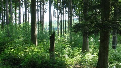 Naturschutz Wald