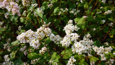 Biene auf Buchweizen