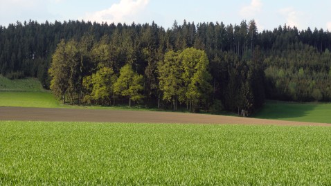 Eine Waldfläche mit Acker im Vordergrund. 