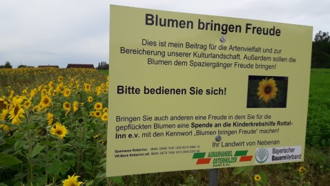 Sonnenblumen ab Feld
