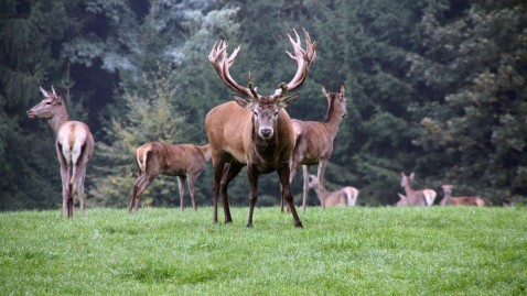 Hirsch mit Geweih
