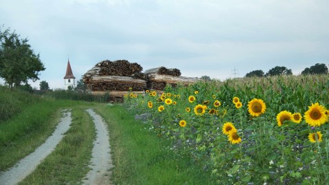 Weg an Blühfläche