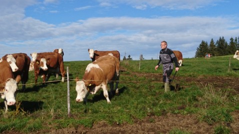 Kühe auf der Weide