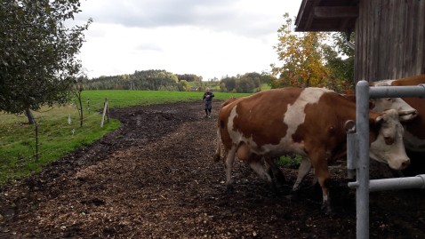 Rinder auf dem Weg von der Weide zum Stall