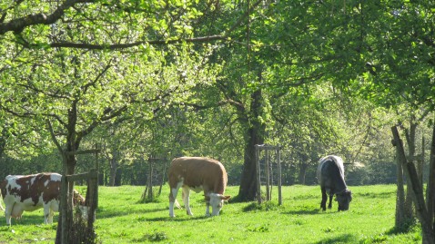 Weidehaltung