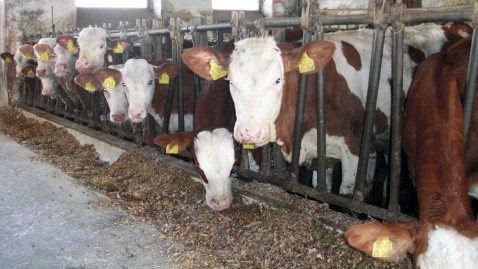 Kühe im Stall in Anbindehaltung