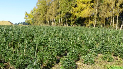 Eine Tannenbaumplantage vor dem Wald