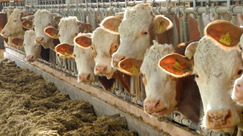 Milchkühe im Stall in Bayern