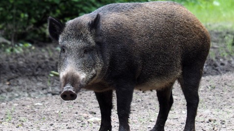 Wildschwein