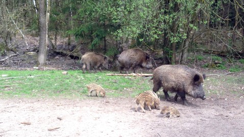Wildschweine
