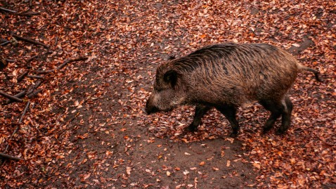 Wildschwein