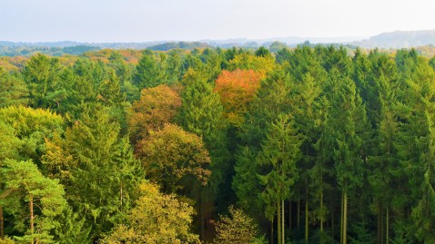 Landschaft mit Wald