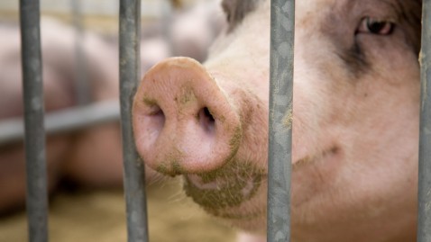 2020-03-11 - Bild Schwein