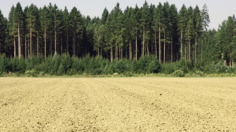 Vorbereiteter Acker mit Wald im Hintergrund