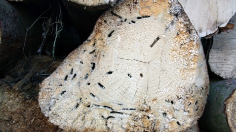 Ein von Borkenkäfer befallener Baumstamm im Querschnitt. 