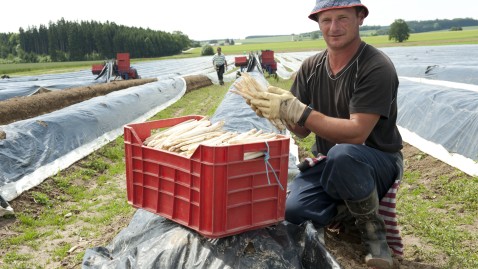 Erntehelfer Bayerischer Bauernverband Saisonarbeit