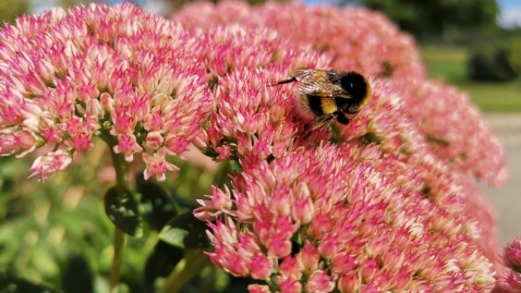 Insektenfreundliche "Fette Henne"