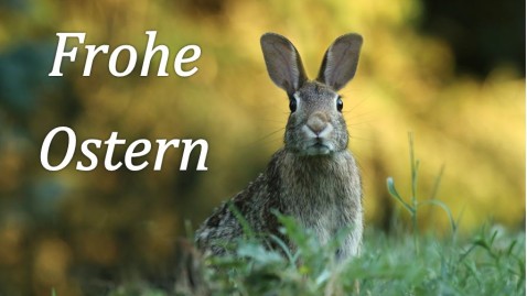 Hase