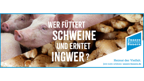 Schweine