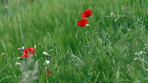 Eine Mohnblume im Gerstenfeld.