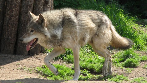 Beutegreifer wie der Wolf gefährden Tiere in Weidehaltung. 