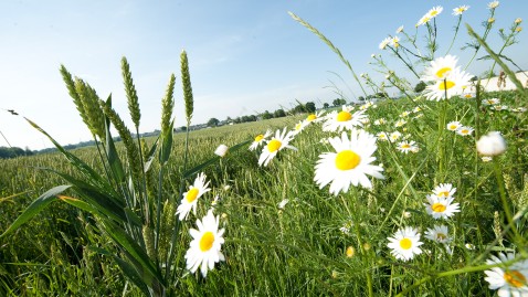 Weizenfeld mit Blüten