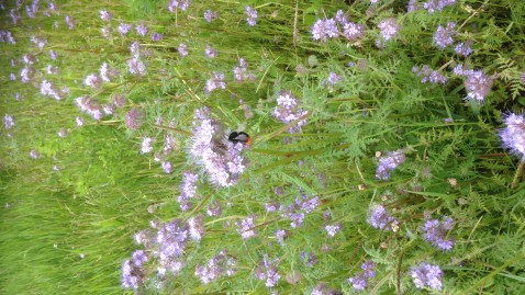 Phacelia