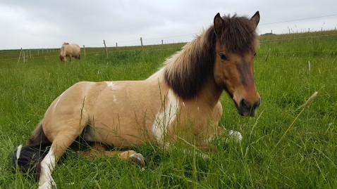 Pferd in Wiese liegend