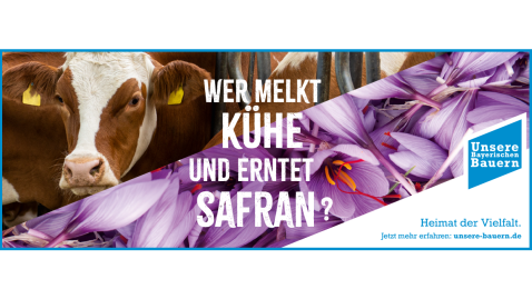 Kühe melken