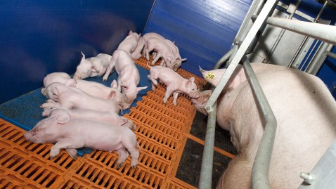 Kleine Ferkel im Kastenstand der Mutter-Sau. 