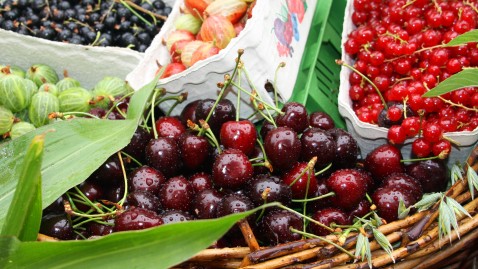 Früchte für leckere Konfitüren und Marmeladen im Sommer